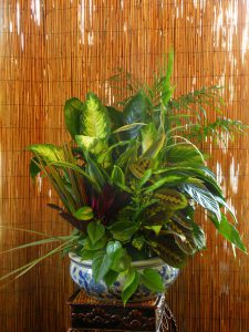 Dish Gardens & European Baskets